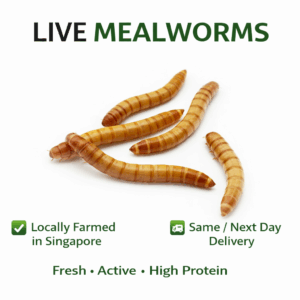 Premium live Mealworms