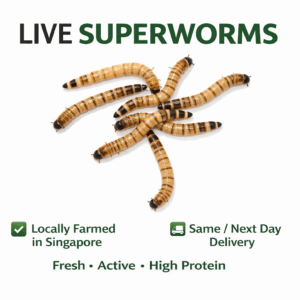 Live Super Worms