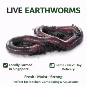 Live Earthworms (ANC)