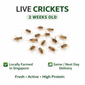 Live 2 weekold crickets (around 10mm)