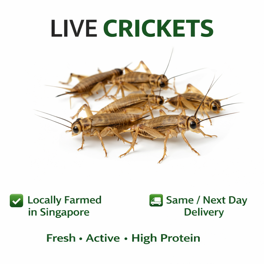 Live adult crickets
