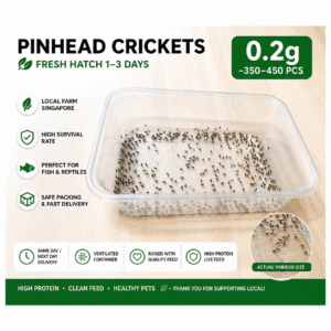 Live pinhead crickets