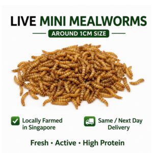 Live Mini Mealworms ~1cm