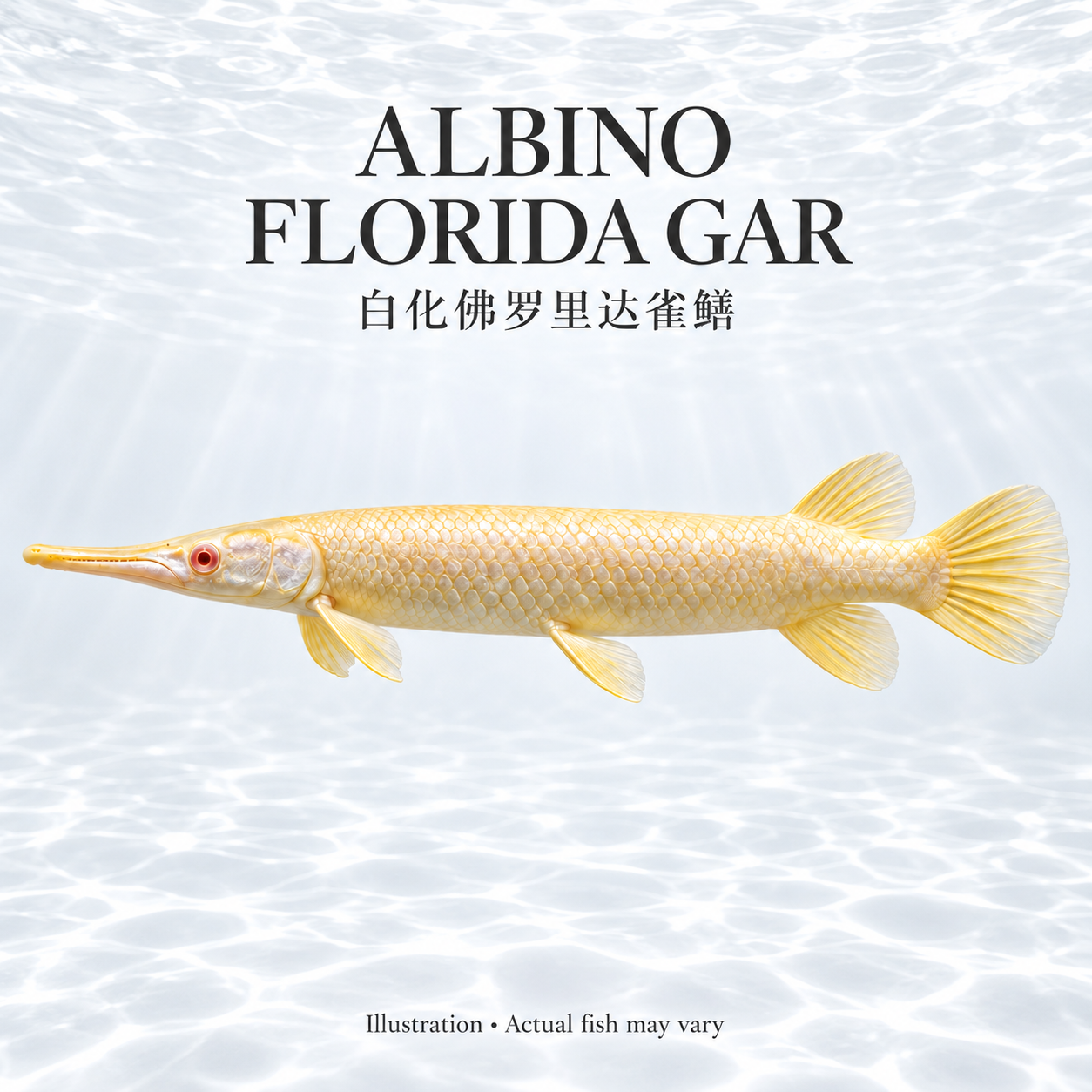 Albino Florida Gar 20cm+
