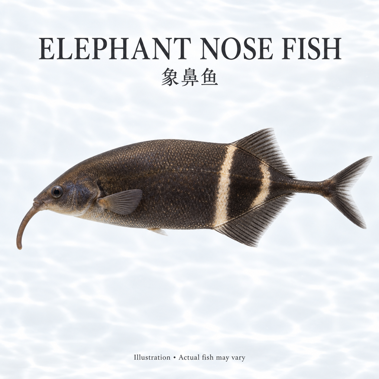 ELEPHANT NOSE FISH 15cm+