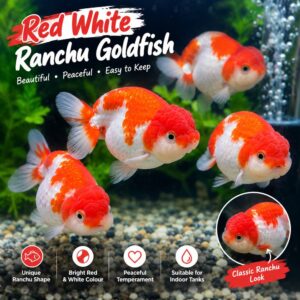 Red White Ranchu Goldfish